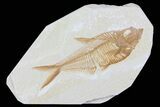 Detailed, Diplomystus Fossil Fish - Wyoming #79975-1